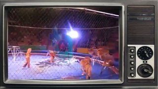 Terrorist lions. Lion attacks and mauls trainer during circus show in Ukraine