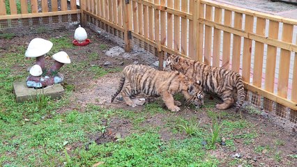 صياد سابق ينذر نفسه لحماية آخر النمور السيبيرية في الصين