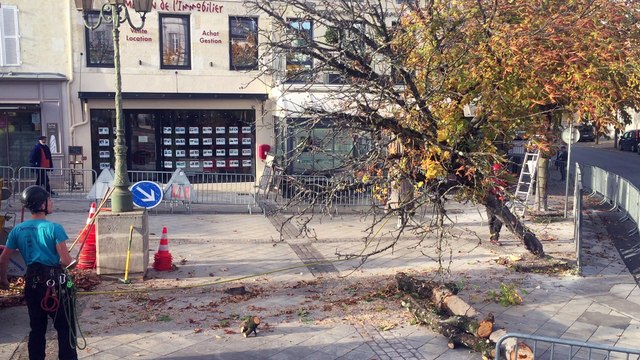 Cognac: six marronniers de la place François-1er abattus ce lundi (2/2)