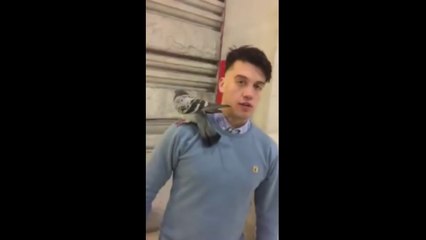 Quand tu trouves un pigeon en rentrant de soirée...