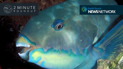 A blue-whale party, parrotfish teeth & how chimps warn their pals