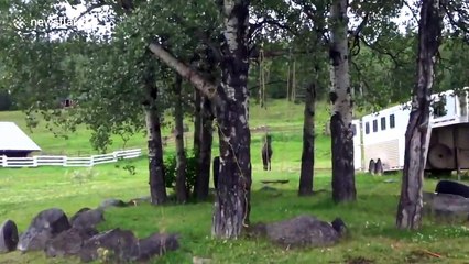 Horse comes running to whistled theme from 'Legend of Zelda'