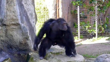 Funny Monkeys At The Zoo