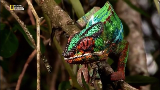 Джунгли.Мир Животных и Дикой природы.Документальный фильм HD