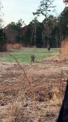 Bobcat Nearly Gets Stomped by Deer