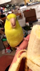 Adorable Bird Dances for a Banana