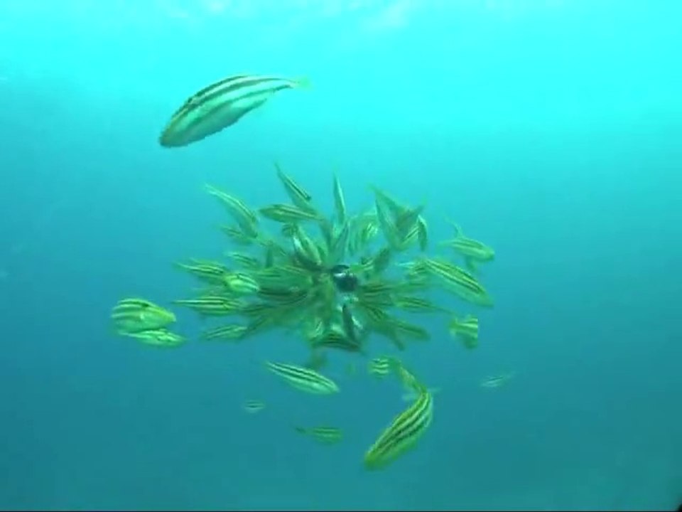 Des centaines de poissons Oligoplites s'en prennent à un poulpe qui passe un sale quart d'heure