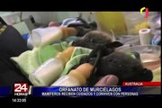 Australia: crean asilo para murciélagos huérfanos