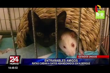 EE.UU: ratas cuidan a gatos huérfanos