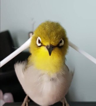 Cet oiseau aime tellement les massages qu'il en fait un malaise
