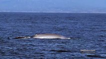 Rare Number of Blue Whales Appear in Monterey Bay
