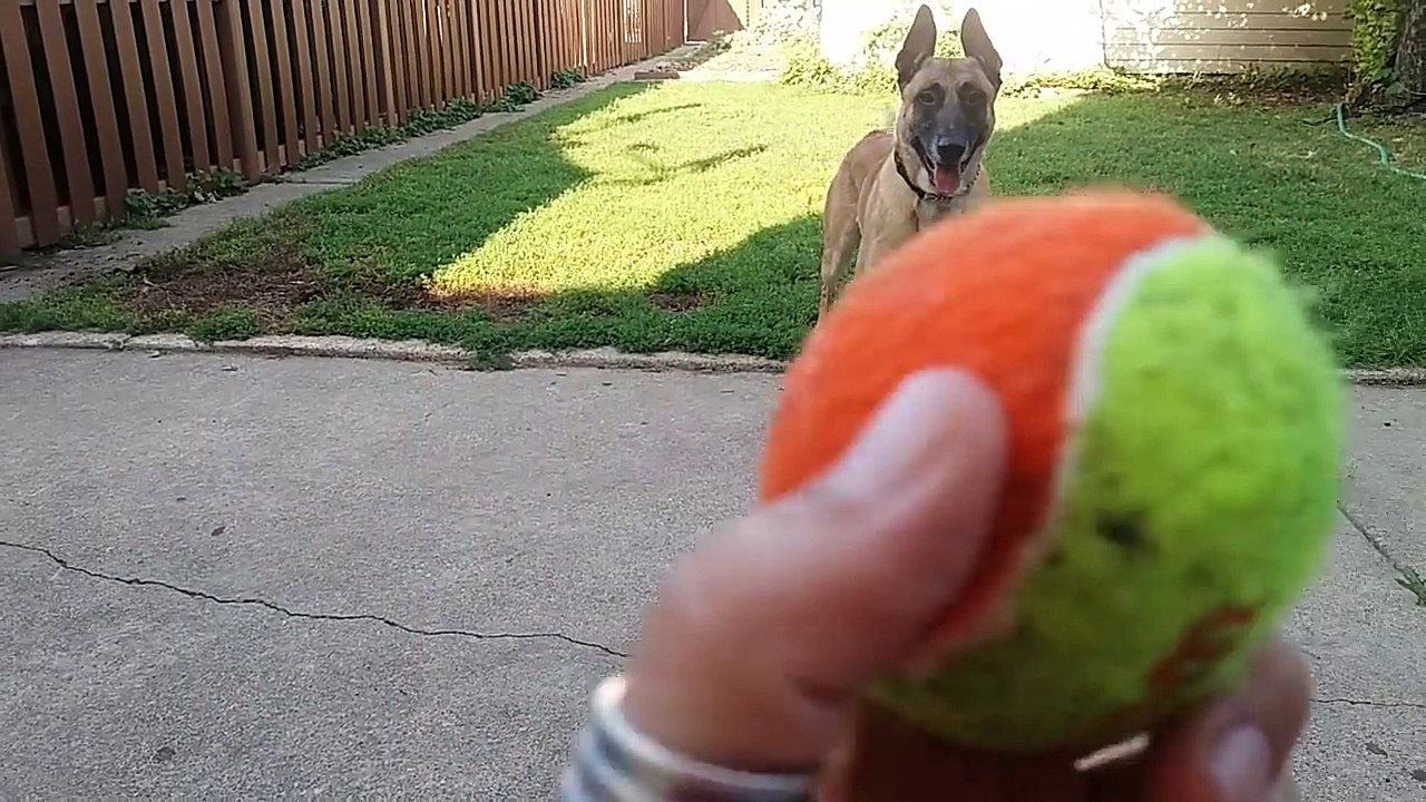 Before You Get a Belgian Malinois