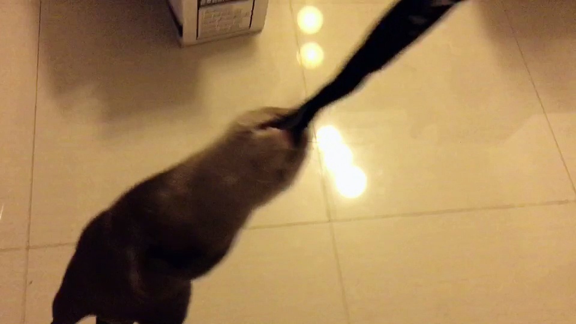 ⁣Playful Otter Swings Around