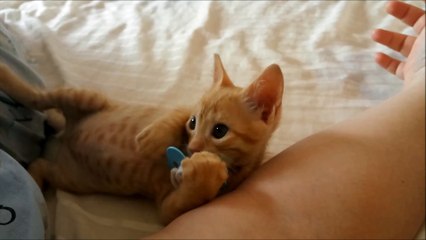Kitten Loves its Pacifier