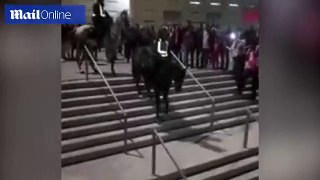Horse throws policeman off its back and down set of stairs