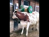 Adorable Cow Is Delighted With Her Brush