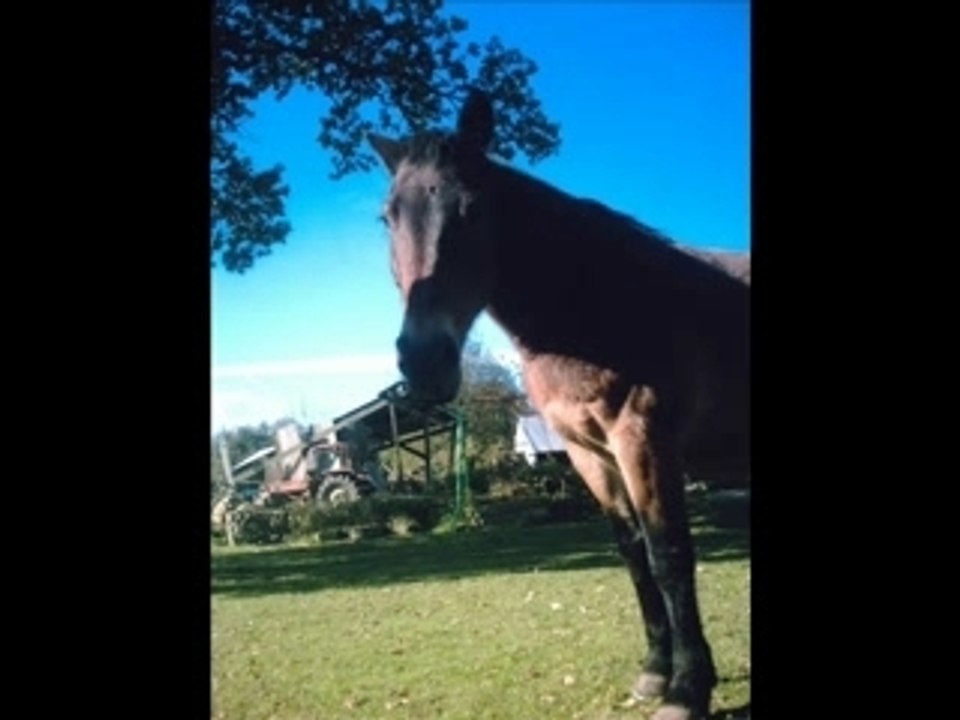 Carmen