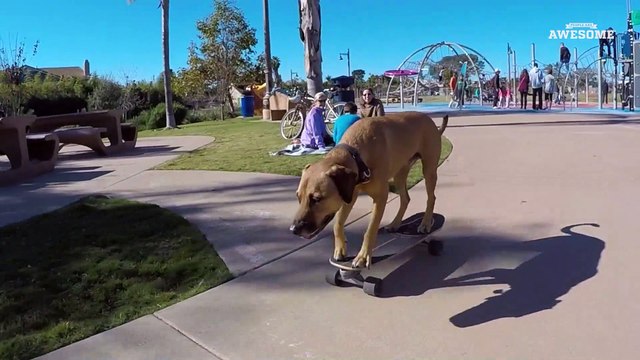 People Are Awesome & The Pet Collective present: Pets are Awesome!