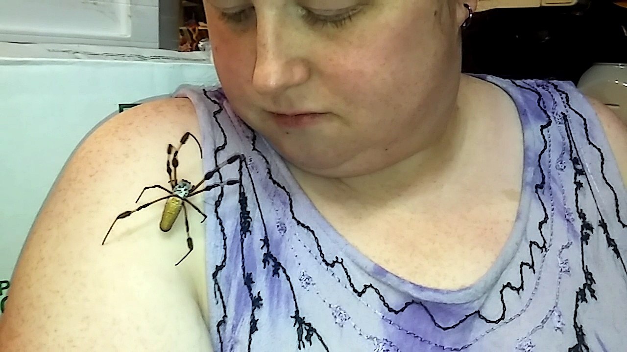 Brought our Banana Spider Inside