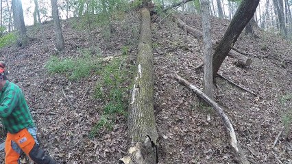 Clearing Trees For The Shed Part 3