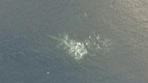 Drone Footage Capture Bryde's Whale Feeding in Curacao