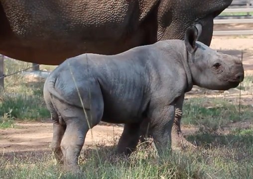 Baby Rhino Frolicks Around Taronga Western Plains Zoo