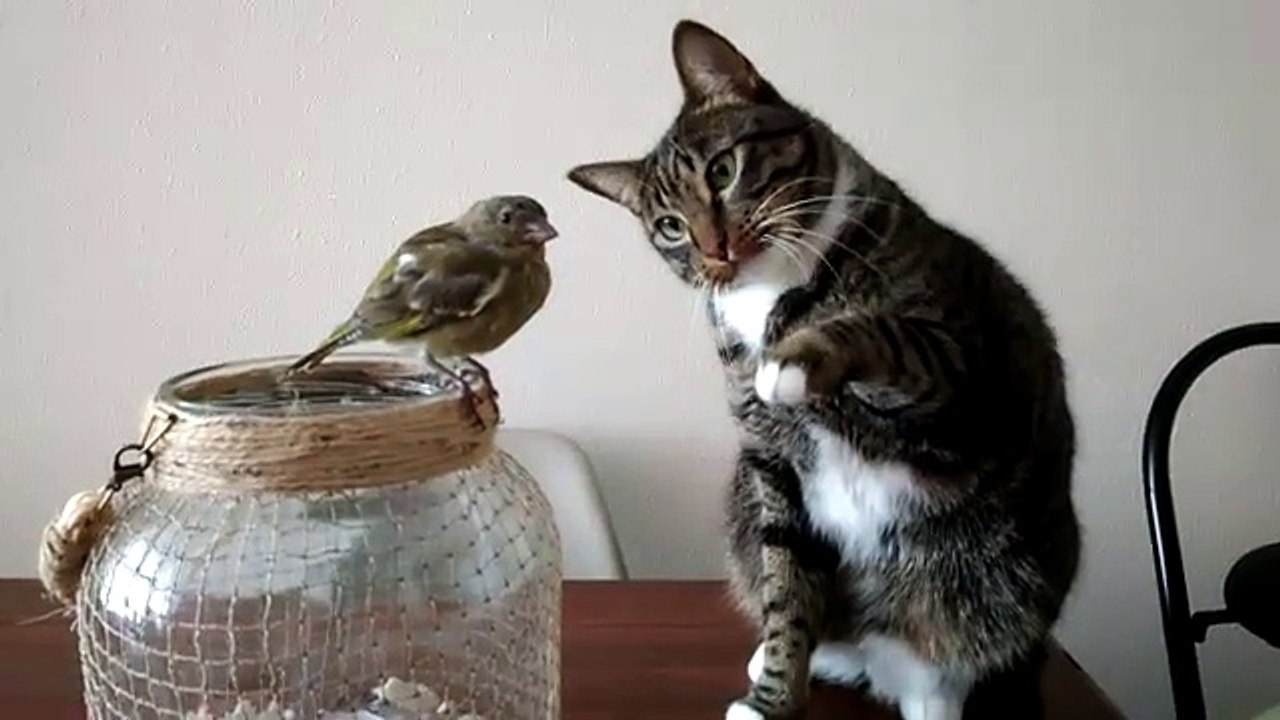 Un chat caresse gentiment un oiseau - Quand tu as faim mais que tu es au régime !