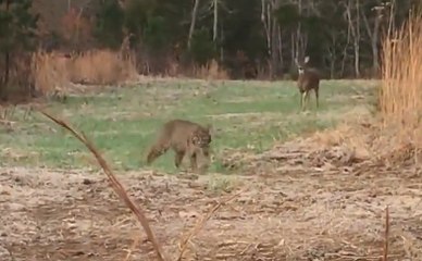 Fearless Deer Shows Bobcat Who's Boss