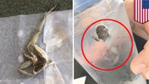 Couple finds dead frog in Waffle House water glass