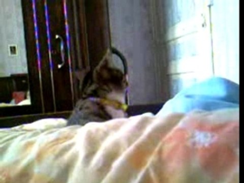 la chat a la tête qui tourne