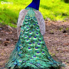 Pejabat Kok Pelihara Satwa Langka Sih?