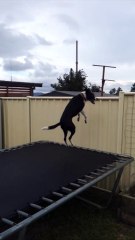 The Kelpie and the Tramp