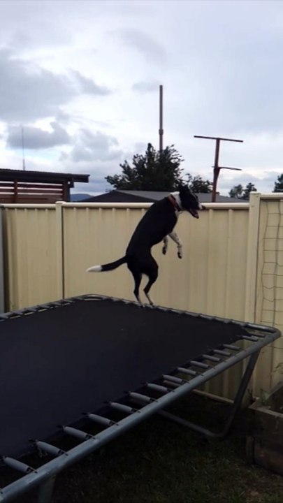 The Kelpie and the Tramp