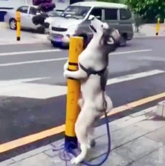 Quand ton chien se lance dans la pole dance... Bizarre