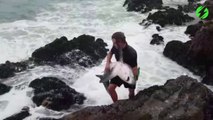 Cet homme courageux prend d'énormes risques pour sauver un requin échoué dans les rochers