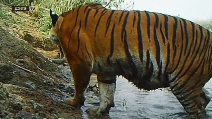 Det vilde Thailand (3:3) - DR1 19-11-2017