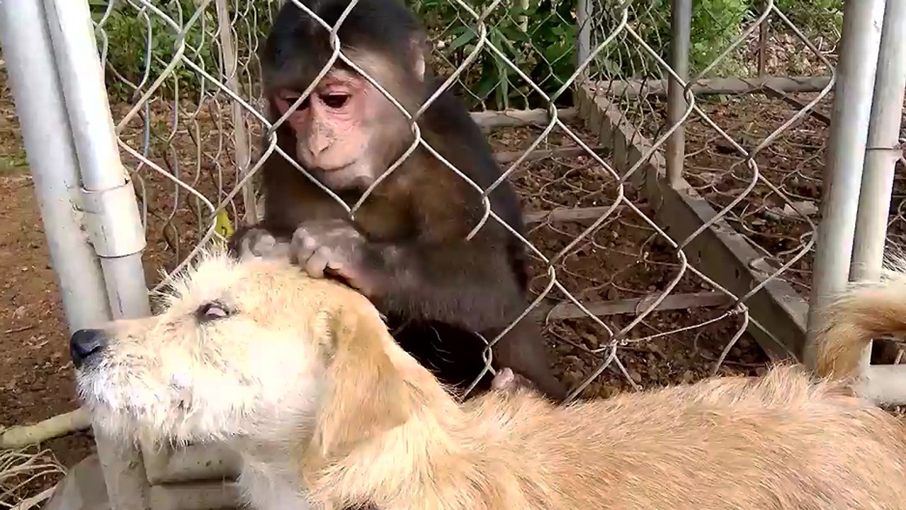 Un singe cherche des poux à un chien