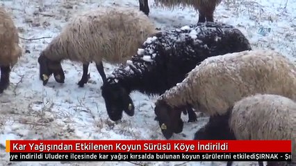Kar Yağışından Etkilenen Koyun Sürüsü Köye İndirildi