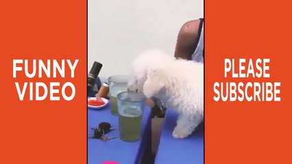 Baby Dog DRINK Beer and DRUNK - Funny Videos