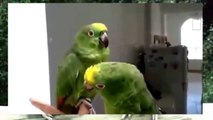 Singing Duo Drunk Parrots