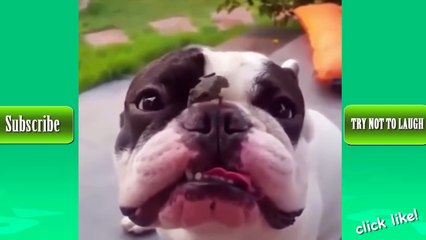 TRY NOT TO LAUGH  Funniest ANIMAL FAILS #2