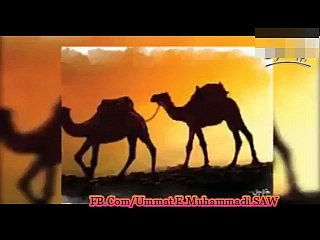 Camel Of Our Prophet PBUH