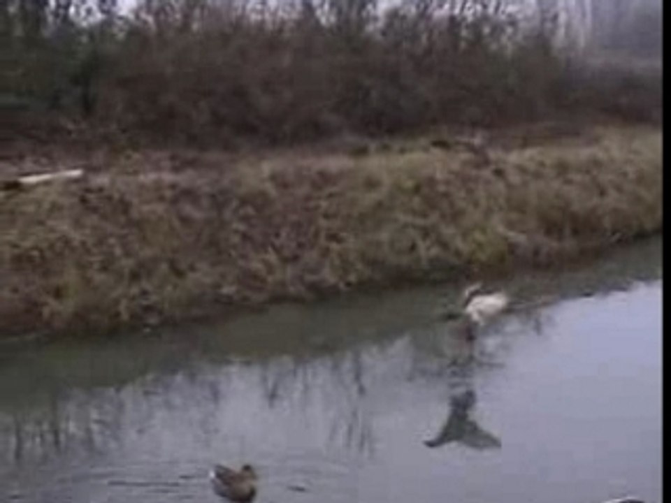 Dérapage de canards