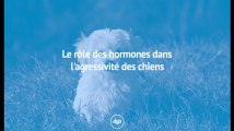Le rôle des hormones dans l'agressivité des chiens