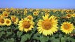 Sunflower Fields - Beautiful Natural Scenery with Nature Sounds - Trailer