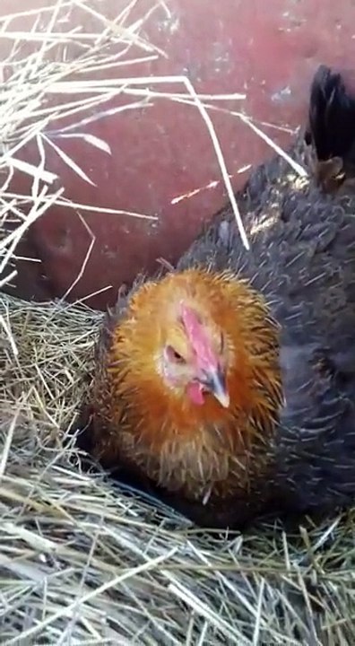 Cette maman-poule s'est pris d'affection pour des chatons orphelins