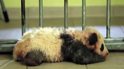Les premiers pas d'un bébé panda