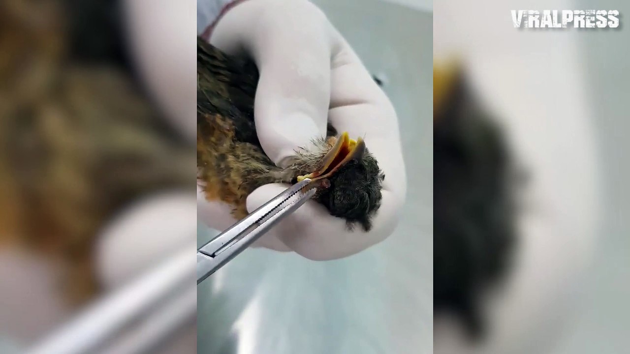 Rescued Bird Has MAGGOTS Removed