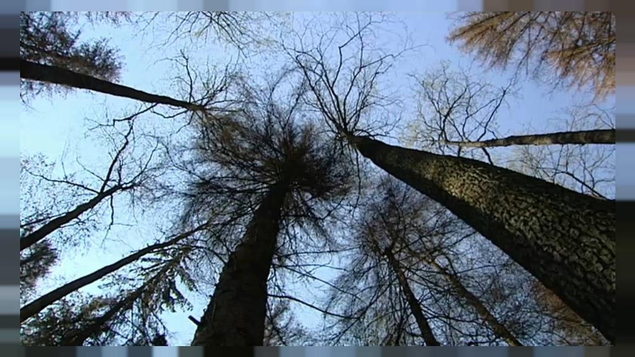 EuGH: 100.000 Euro pro Tag für das Abholzen des Białowieża-Walds in Polen