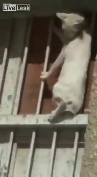 Regardez où s'est réfugié ce pauvre chat entouré de 5 chiens